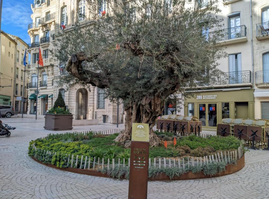 Tiny House 1, 2 ou 3 personnes SoeursGrises Béziers Centre Historique coeur de l'Hérault Occitanie, plus vieille ville de France, chemin de Compostelle à pied ou velo, passeport du pèlerin 24h, petits dejeuners et repas, 300m du centre ville - 3