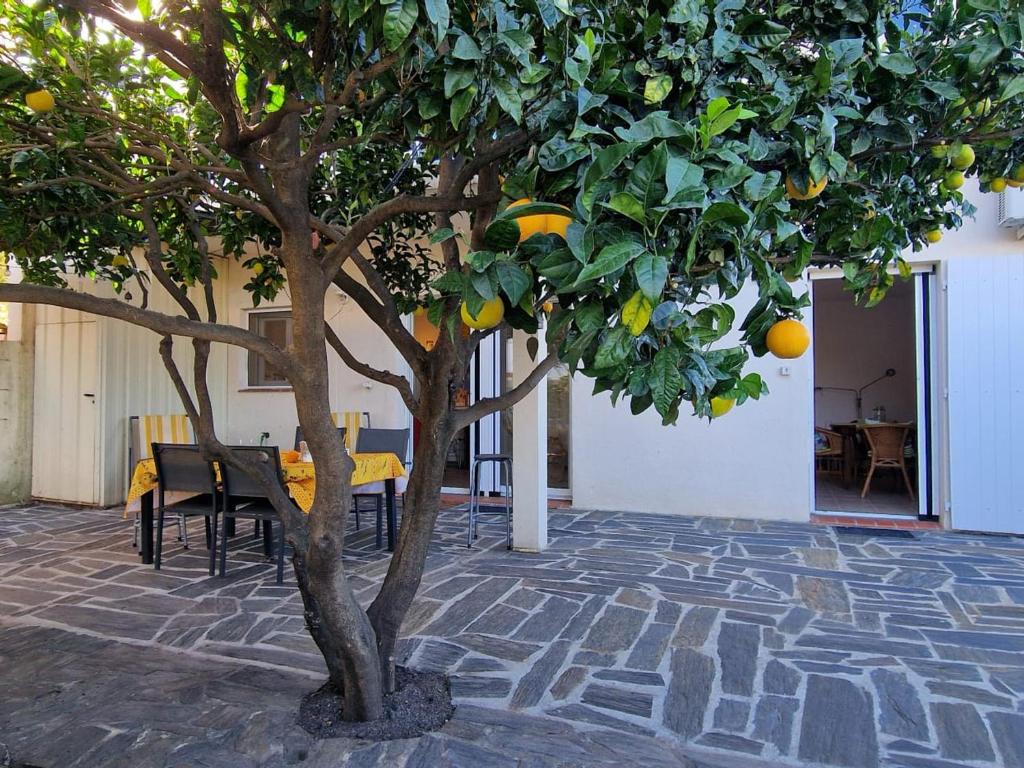 Banyuls-sur-Mer, appt climatisé, terrasse, proche plages - FR-1-309-390 - 1