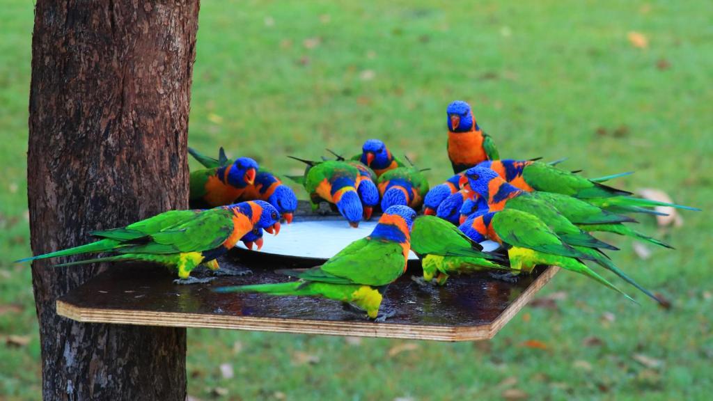 Batchelor Holiday Park — Hotel in Batchelor / Litchfield National Park