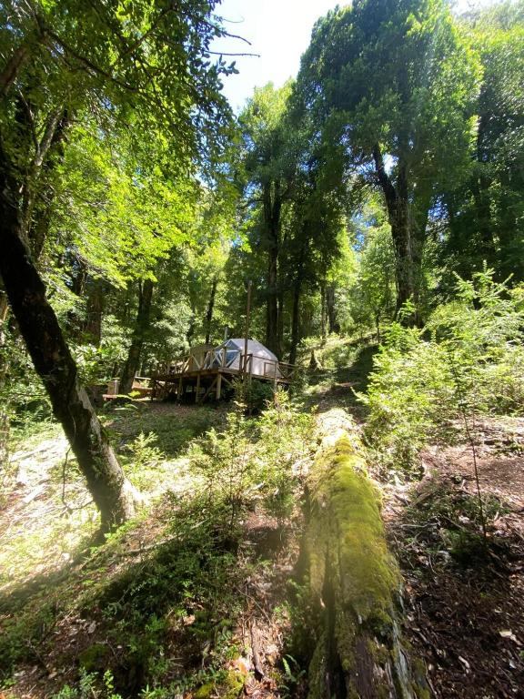 Glamping Pucón - 1