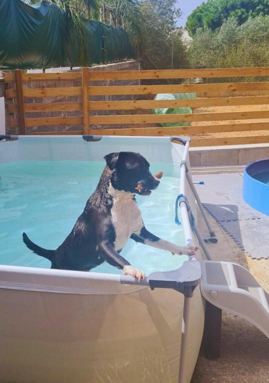 B&B La Chicca di Milu' for Pet Lovers, un'oasi pet-friendly tra mare e campagna - 5