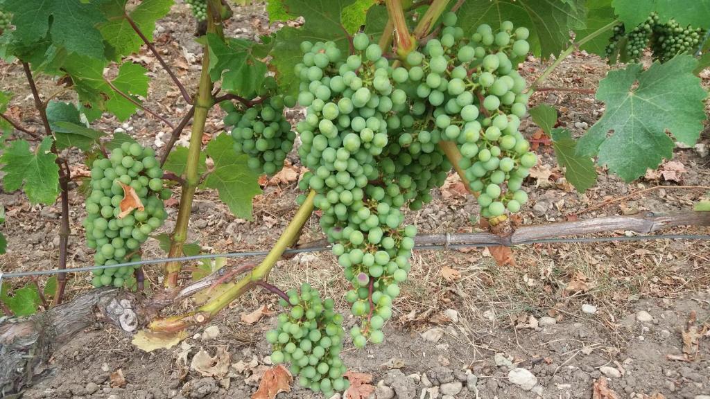 Domaine du Papillon photo