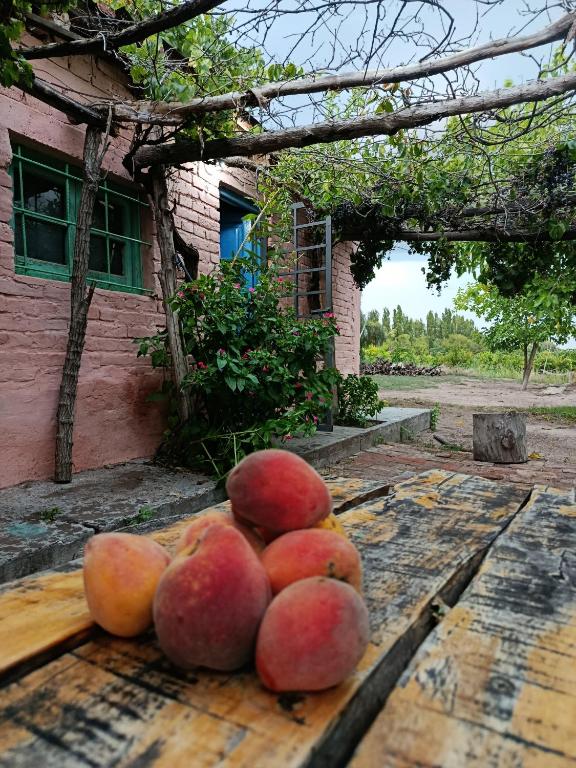 Finca La Nelly, Casa de campo 7 hectáreas de viñedo, vista a las montañas a metros del Rio Atuel - 3