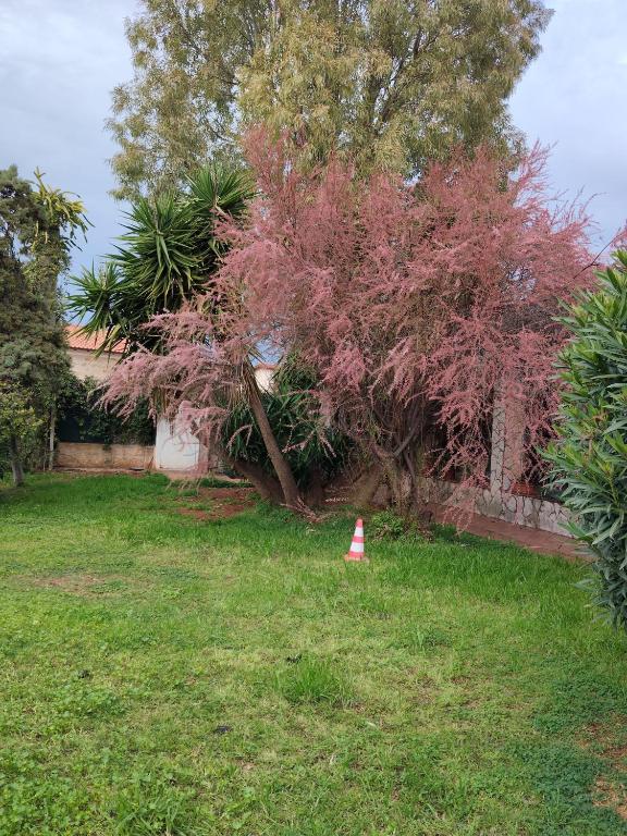 House in Garden - 1