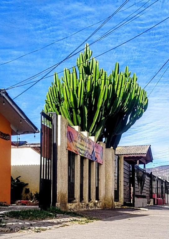 La Casa de los Cactus - 3