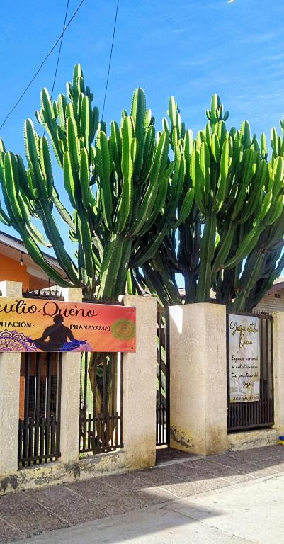 La Casa de los Cactus - 4
