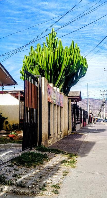 La Casa de los Cactus - 2