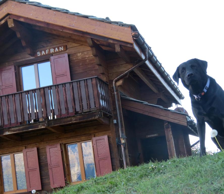 Chalet Safran - 5