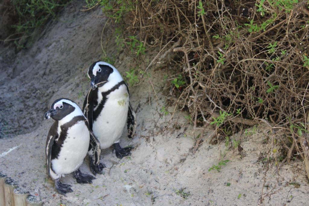 Boulders Beach House photo