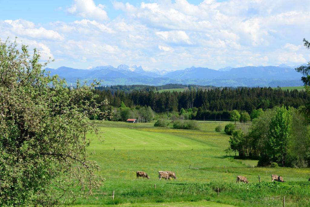 Kuh Heimat - Bergblick - Terrasse - 1