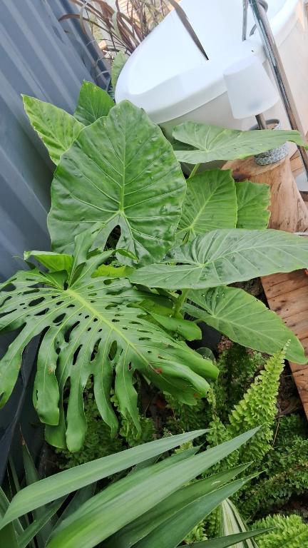 Casa de descanso El Colibri - 4