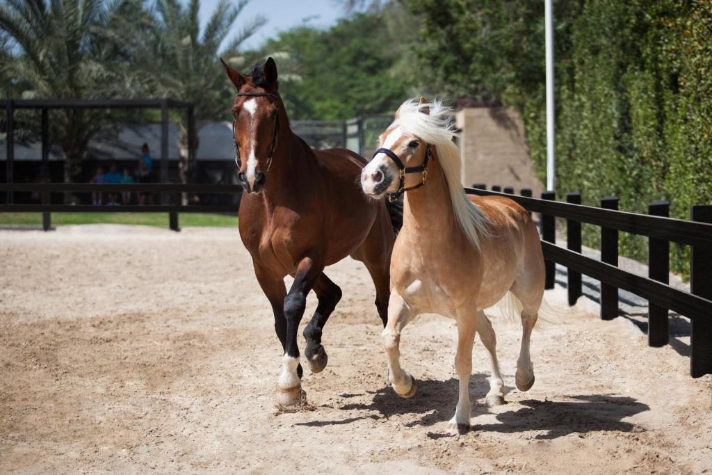 Horseback riding