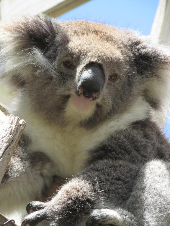 Lazy Days Cottage - Victor Harbor photo