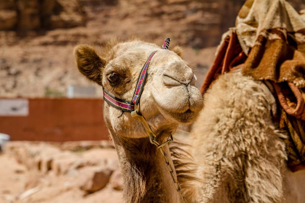 Desert Rose Camp photo
