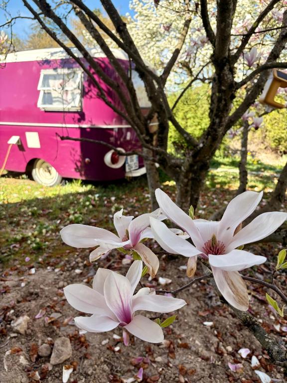 Salève Glamping - 1