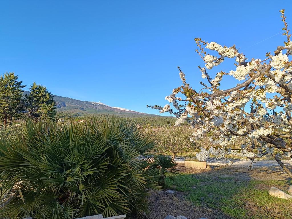 Maison de Vacances Au Pied du Mont Ventoux - 5