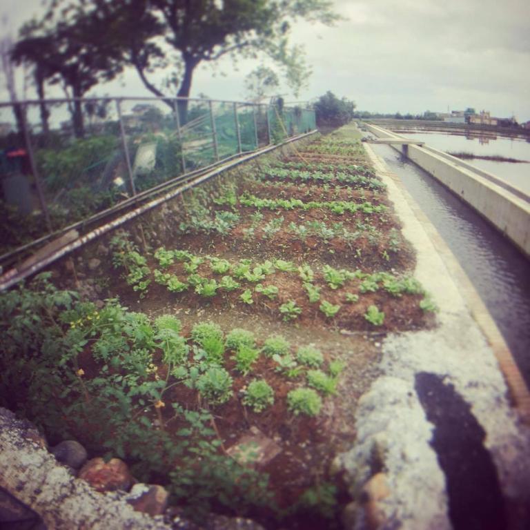 蔬菜爸爸民宿 (Veggie Papa Bed and Breakfast)