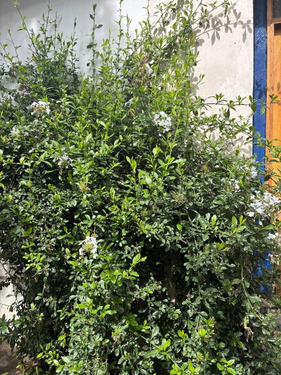 La HuertaComfortable little house and charming garden - 3