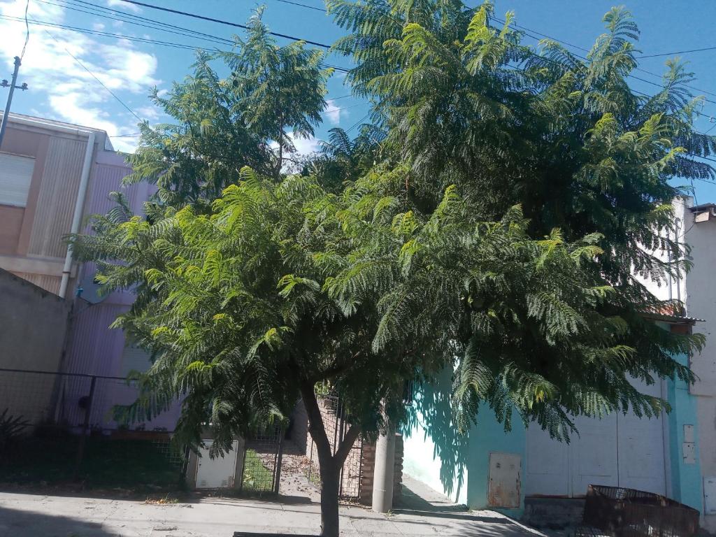 El Jacaranda - 3