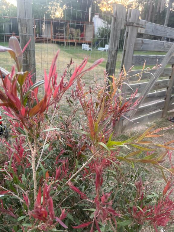 Casa con amplio deck y barbacoa en Punta Pinar - 5