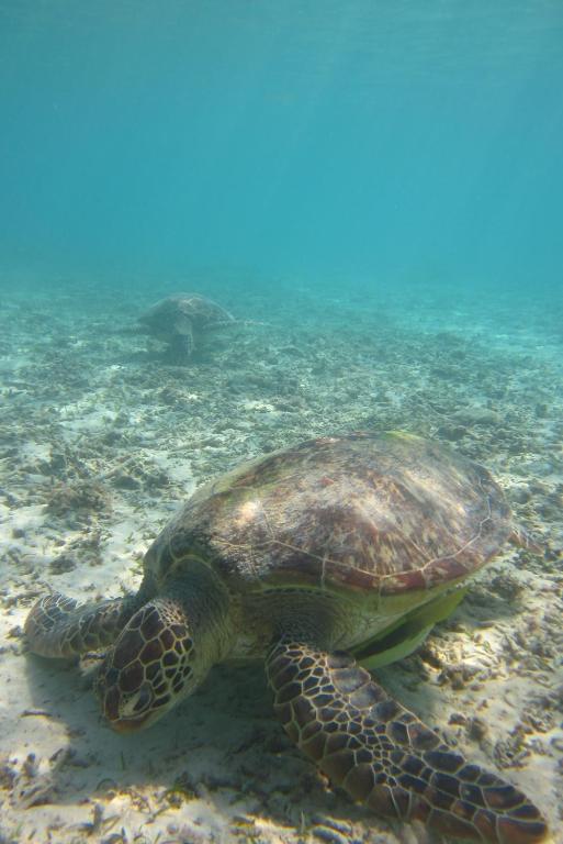 Surrounding environment