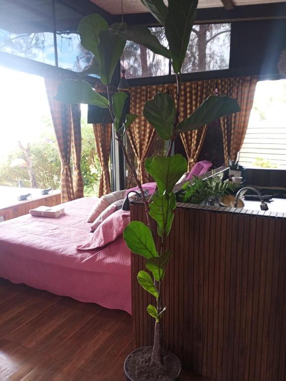 Refugio natural con acceso y vista a la piedra - 5