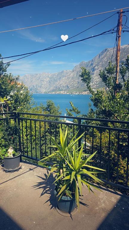 Apartman Jelena - 3