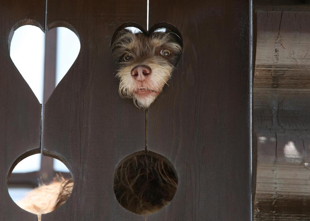 Mooserhof - für Hunde mit ihren Menschen - 3