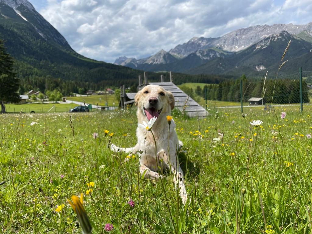 Mooserhof - für Hunde mit ihren Menschen - 5