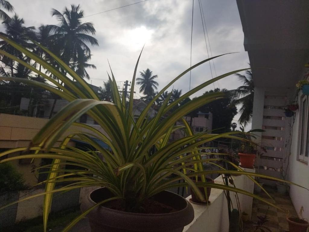 Ảnh 5