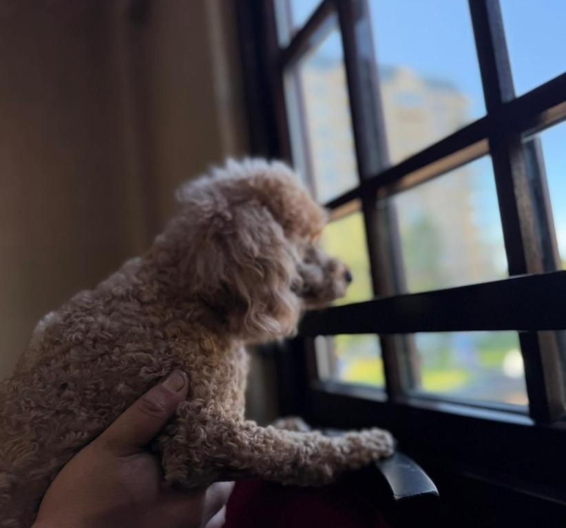 departamento pet friendly - 4