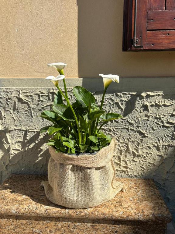 Casa Olinda - 5