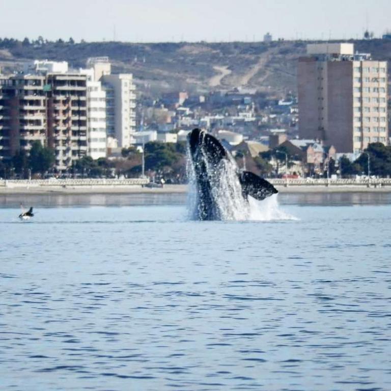 Paraíso Madryn - 2