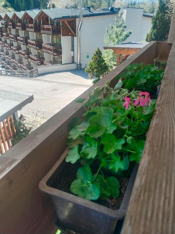 Appartement Ammerer - 5