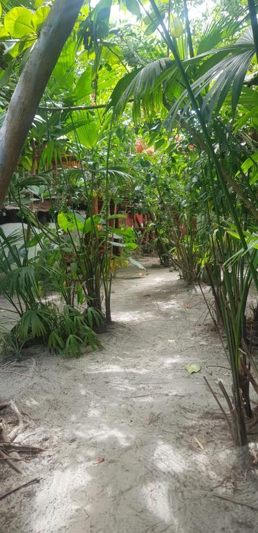 Bongosurfcamp - 3