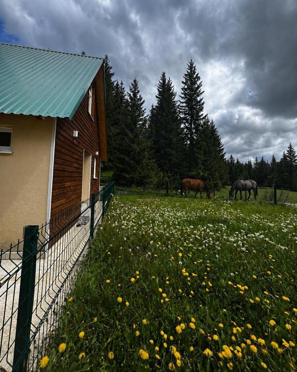 Zabljak Skiers House - 4