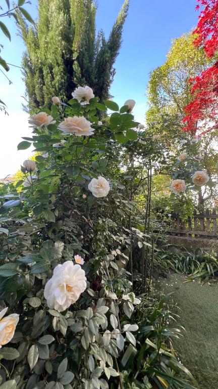 Garden Suite - 3