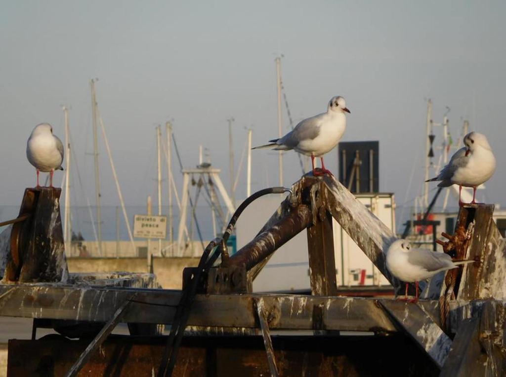 Terrazza sul Mare photo