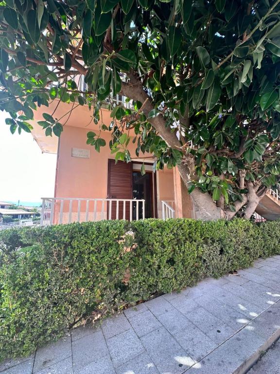 Camera Ficus - 1