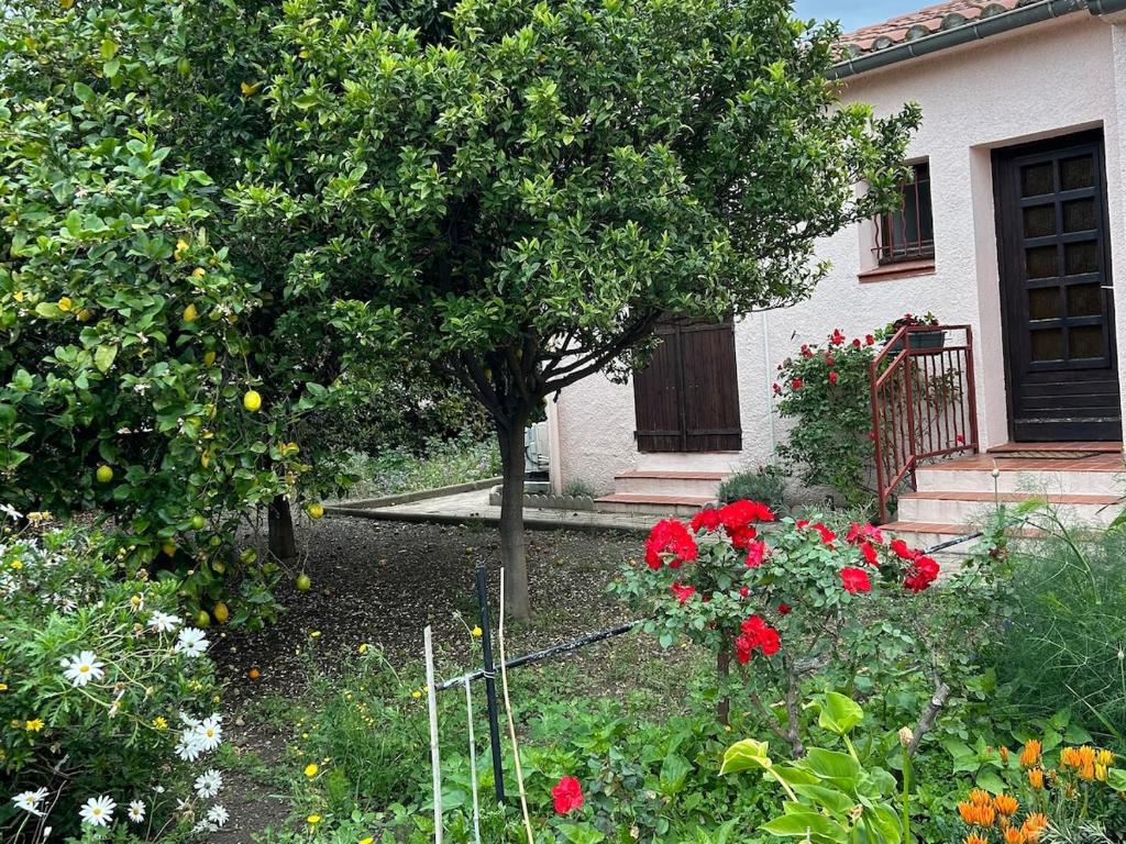 Villa rose - 1