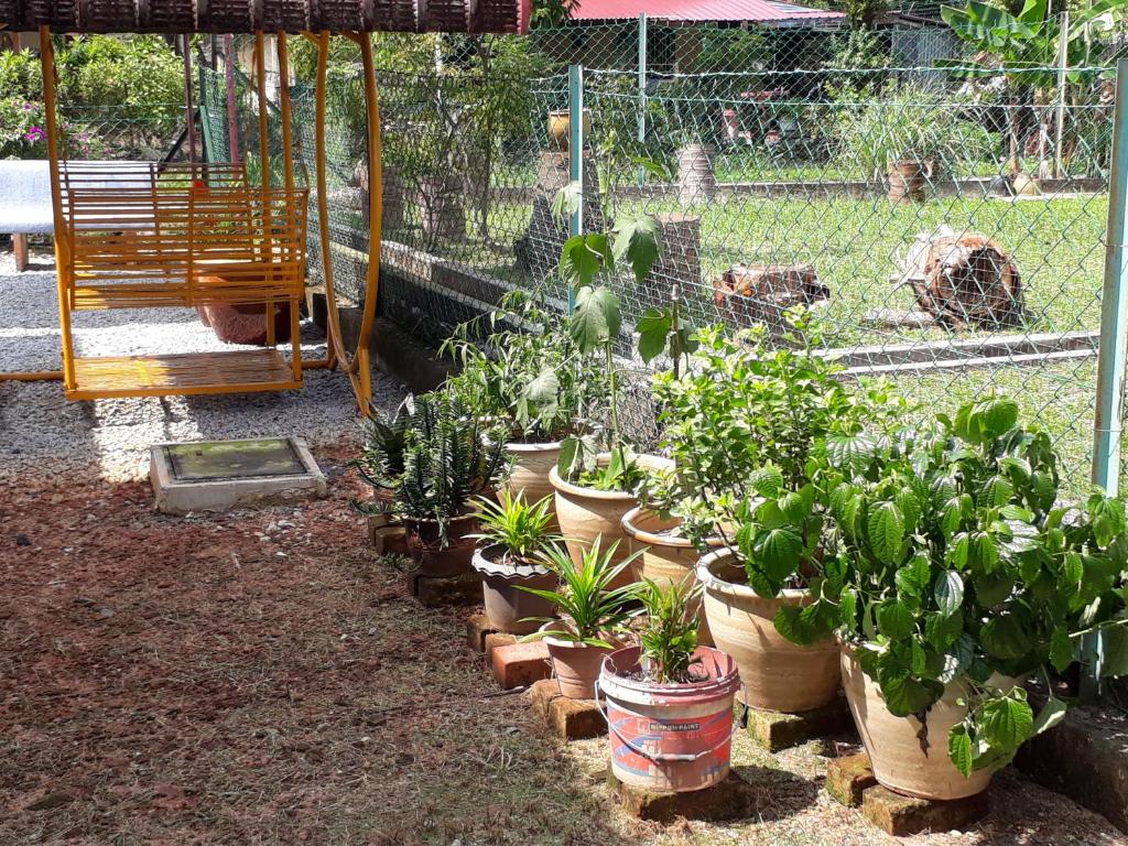 Garden, Teratak Opah Kamunting in Taiping