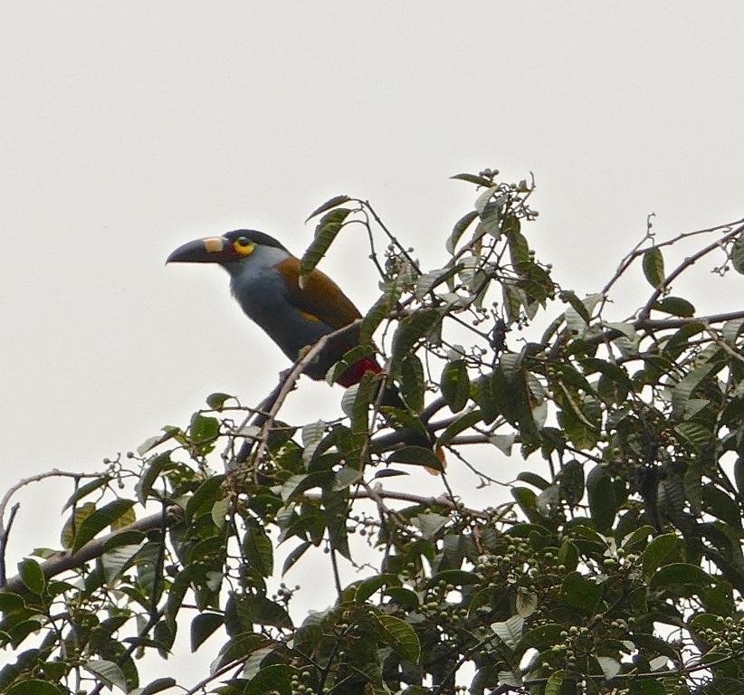 El Refugio de Intag Cloud Forest Retreat - 2