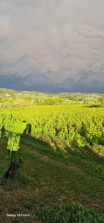 Appartamenti a Bardolino - 4