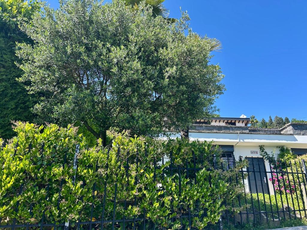 Single family house with lake view in Carona - 2
