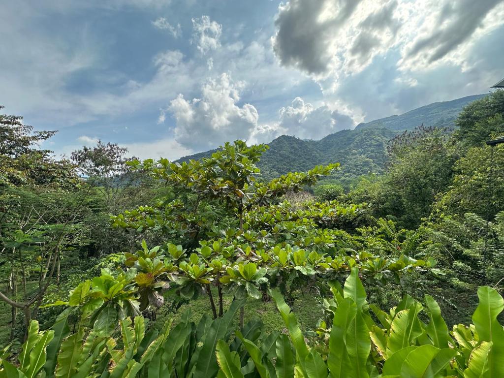 Colibrí de Payande - 2