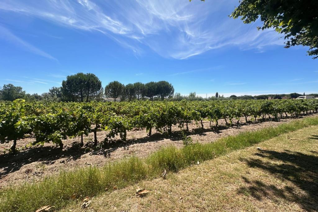 Gîte de la Cave Charme provençal avec jardin à Aigues-Mortes - 2