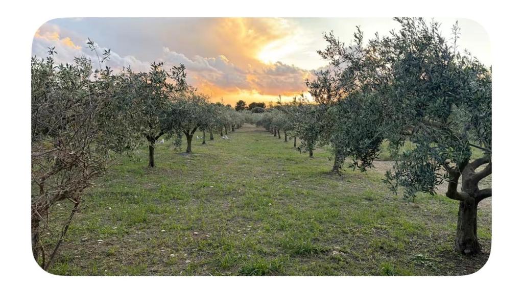 Casaulivo Setteminne At-my-place NaturaMare - 4