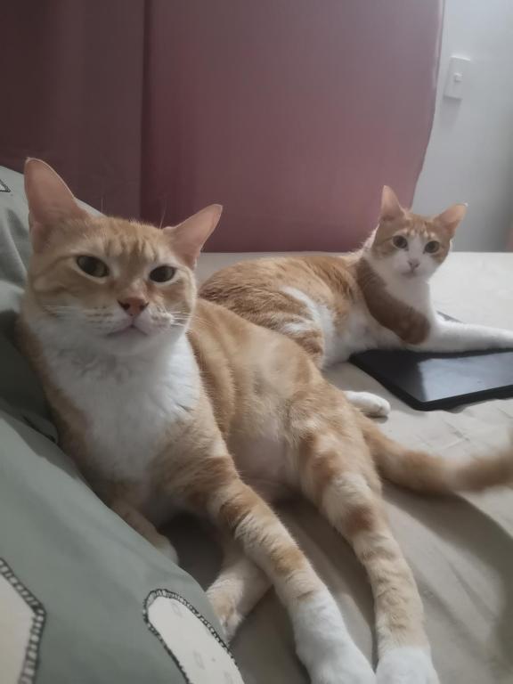 Cat'shotel - 5
