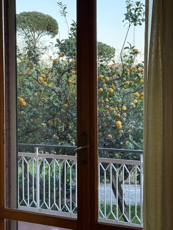 Lemon House Formia - 4