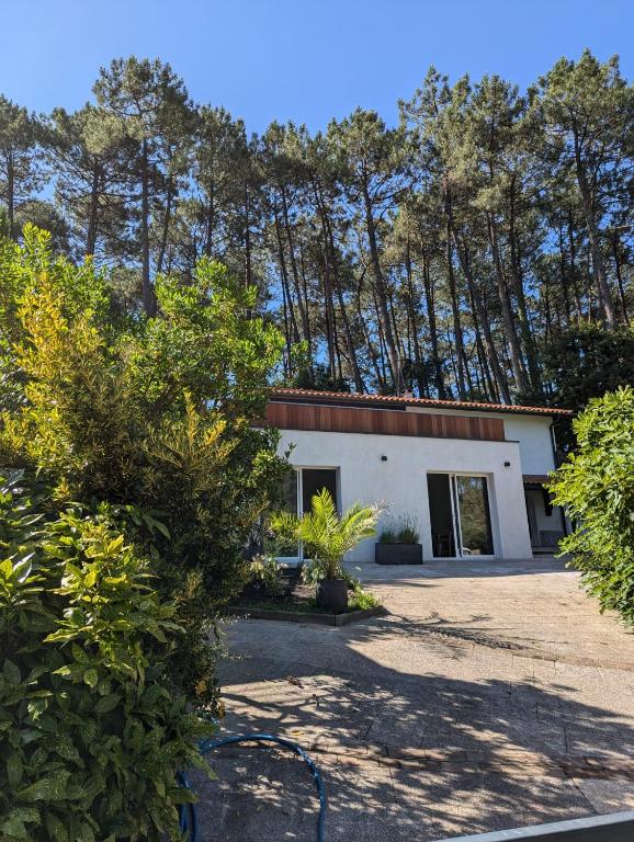 Nid douillet sous les pins - 3